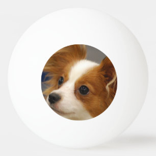 Pelota De Ping Pong Perro lindo de Papillon