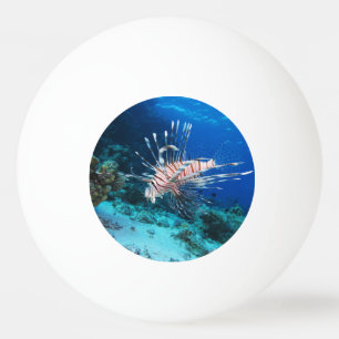 Pelota De Ping Pong Pez León o Pterois Miles, Pez del Arrecife Oceánic