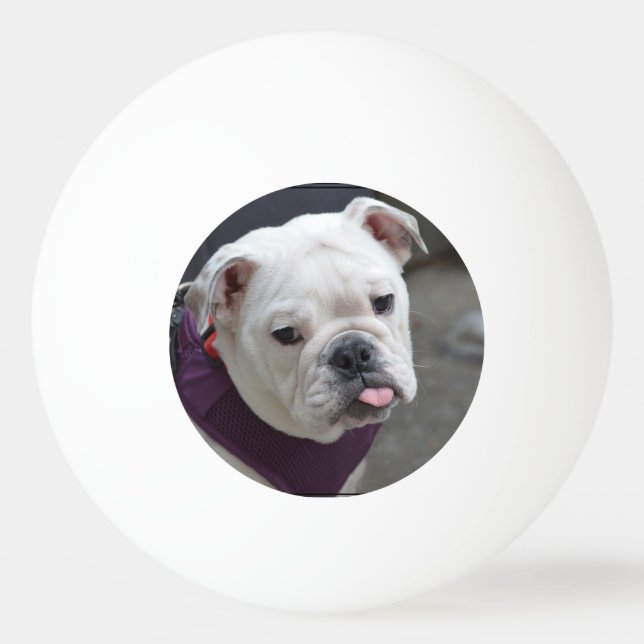 Pelota De Ping Pong Pulla del bulldog (Anverso)