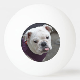 Pelota De Ping Pong Pulla del bulldog