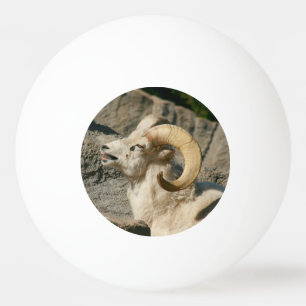 Pelota De Ping Pong Ríe divertida oveja bighorn o Ram