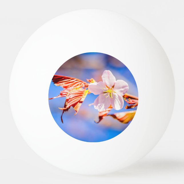 Pelota De Ping Pong Rosa Sakura Flower Blue Sky (Anverso)