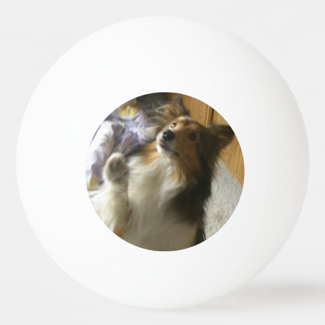 Pelota De Ping Pong Shetland Sheepdog Begging (Anverso)