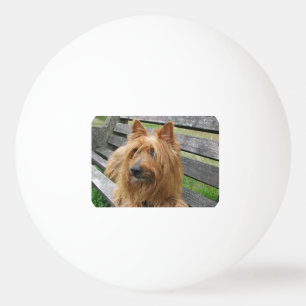 Pelota De Ping Pong terrier australiano en banco.png