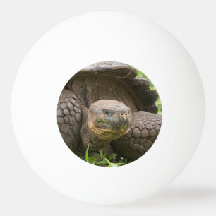 Pelota De Ping Pong Tortuga gigante