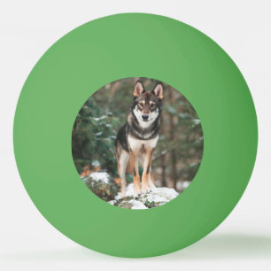 Pelota De Ping Pong Wolfdog