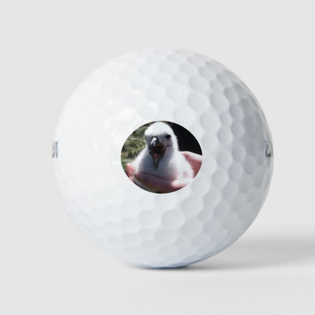 Pelotas De Golf Albatros Nidos De Chick En Manos Humanas (Anverso)