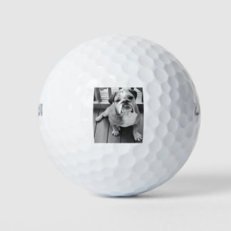 Pelotas De Golf Benny el bulldog