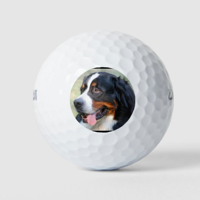 Pelotas De Golf bernese-mountain-dog-10 (Anverso)
