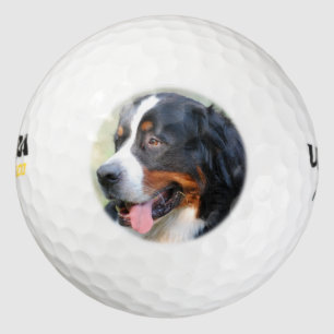 Pelotas De Golf bernese-mountain-dog-10
