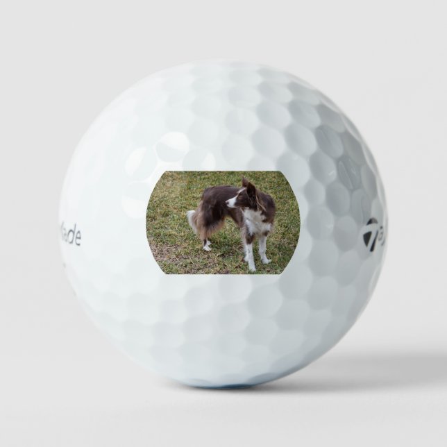 Pelotas De Golf border collie looking back (Anverso)