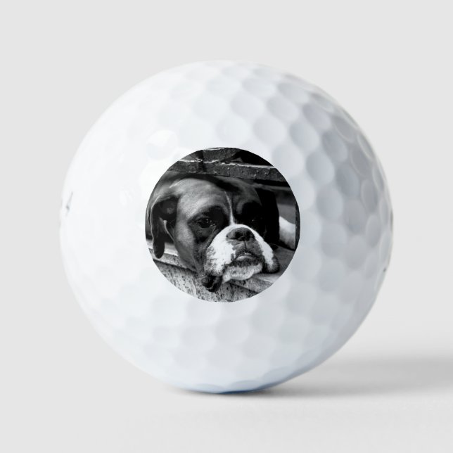 Pelotas De Golf Boxer Dog on Windowsill be6 gbcna (Anverso)