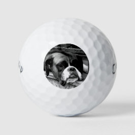 Pelotas De Golf Boxer Dog on Windowsill cwb gbcna
