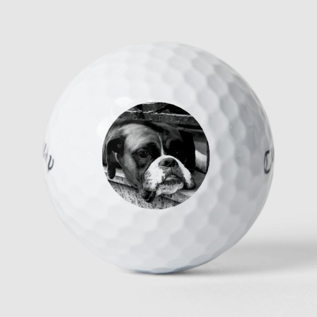 Pelotas De Golf Boxer Dog on Windowsill cwb gbcna (Anverso)