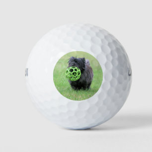Pelotas De Golf Cairn terrier