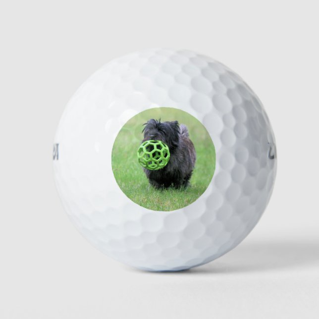 Pelotas De Golf Cairn terrier (Anverso)