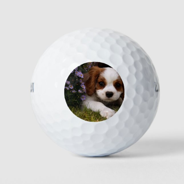Pelotas De Golf Cavalier King Charles Spaniel Cuppy detrás de las  (Anverso)
