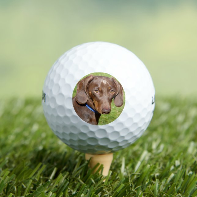 Pelotas De Golf Dachshund (Camiseta in situ)