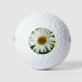Pelotas De Golf Daisy de Oxeye blanco - Leucanthemum vulgare