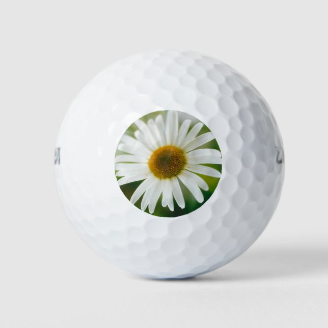 Pelotas De Golf Daisy de Oxeye blanco - Leucanthemum vulgare (Anverso)