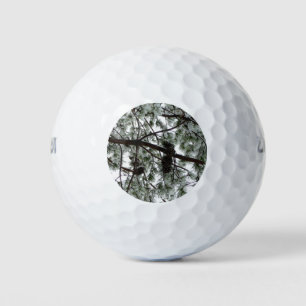 Pelotas De Golf Debajo de la foto del invierno de un pino cubierto