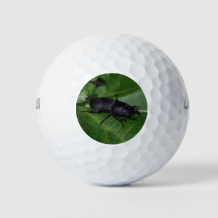 Pelotas De Golf Dorcus parallelipipedus , el escarabajo de menor t
