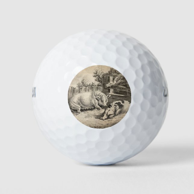 Pelotas De Golf Dos cerdos yacen en la paja en una pluma exterior (Anverso)