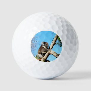 Pelotas De Golf El Oso Australiano De Koala En El Viejo Árbol De P