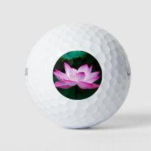 Flor rosa Lotus