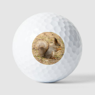 Pelotas De Golf Foto de ardilla linda comiendo una nuez