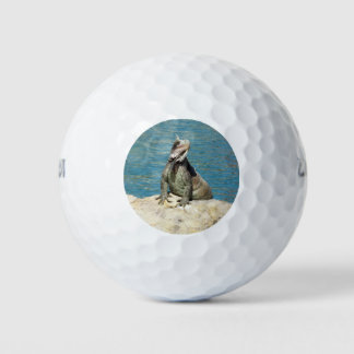 Pelotas De Golf Fotografía de vida salvaje tropical de Iguana en S
