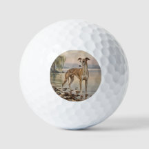 Galgo italiano