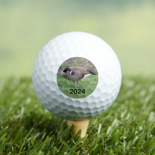 Pelotas De Golf Ganso Canadiense En Texas