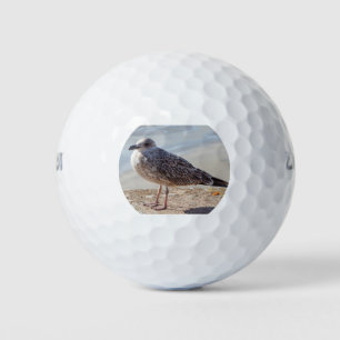 Pelotas De Golf Gaviota en la pared