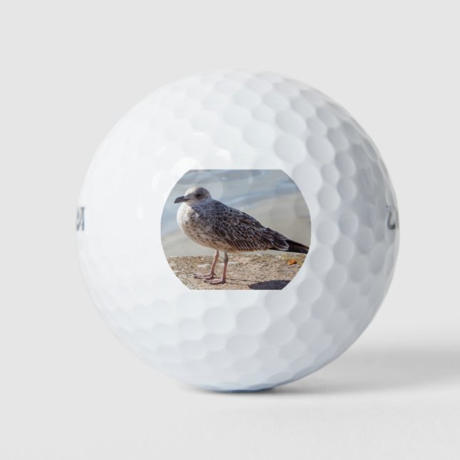 Pelotas De Golf Gaviota en la pared (Anverso)