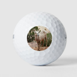 Pelotas De Golf Graciosa oveja bighorn en el Parque Nacional de Zi