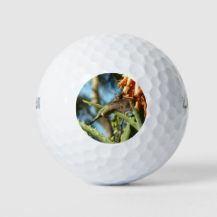 Pelotas De Golf Hummingbird de color negro en vuelo