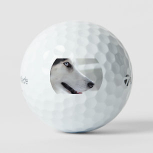 Pelotas De Golf husky siberiano de cerca segundo
