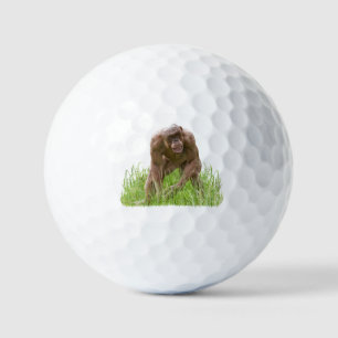 Pelotas De Golf Jambo El Único Chimpancé Sin Cabello