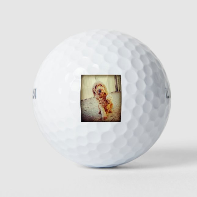 Pelotas De Golf labradoodle (Anverso)