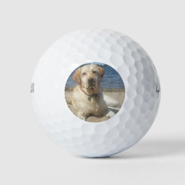 Pelotas De Golf Labrador amarillo recuperador (Anverso)