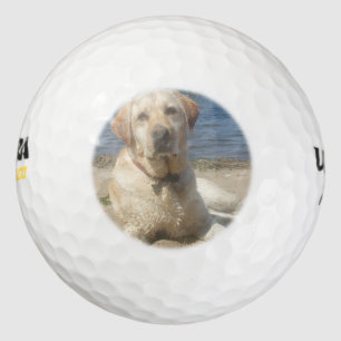 Pelotas De Golf Labrador amarillo recuperador