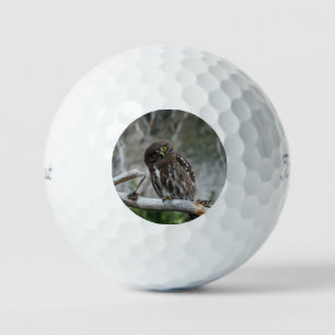 Pelotas De Golf Lechuza pigmea del norte