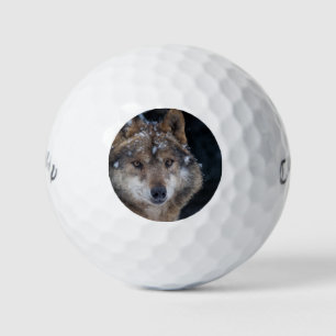 Pelotas De Golf Lobo salvaje Gray Wolf