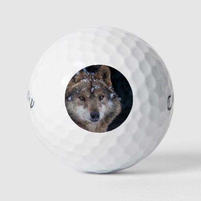 Pelotas De Golf Lobo salvaje Gray Wolf (Anverso)