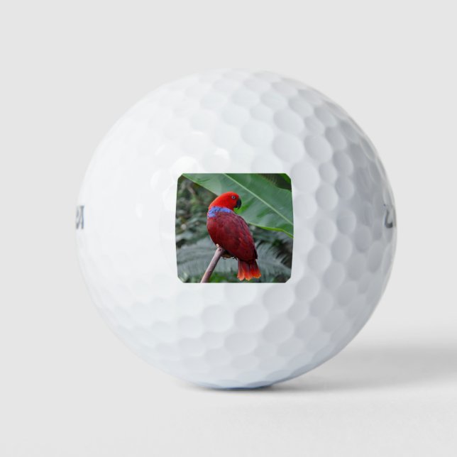Pelotas De Golf Loro ecléctico rojo (Anverso)