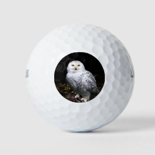 Pelotas De Golf Majestuoso búho de invierno