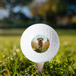 Pelotas De Golf Mascota de fotos de perros