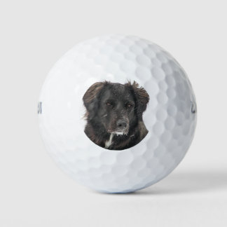 Pelotas De Golf Mascota personalizado Foto