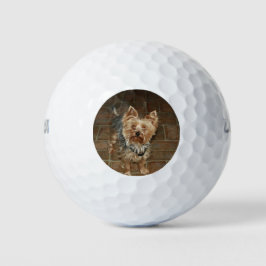 Pelotas De Golf Mascota personalizado o foto familiar